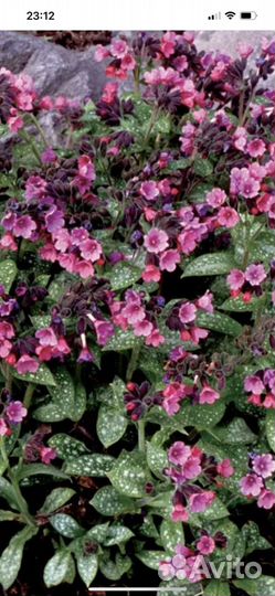 Цветы для дачи