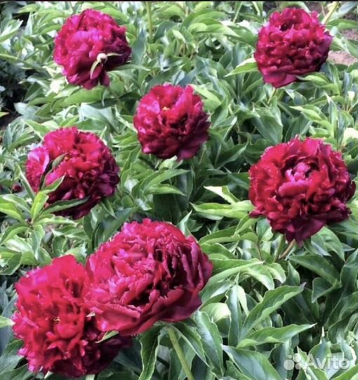 Корни травянистого пиона Хайлайт (Highlight)