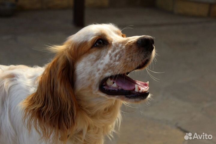 Русский охотничий спаниель (вязка)