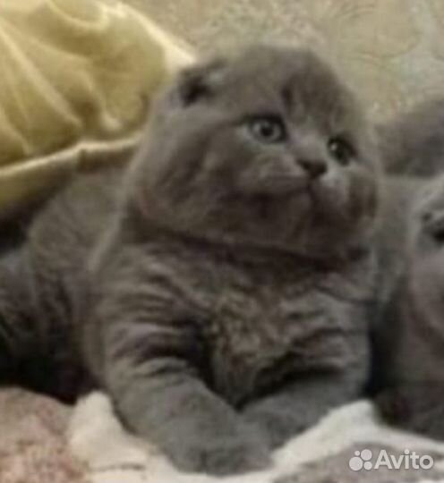 Шотландские голубые вислоухие котята