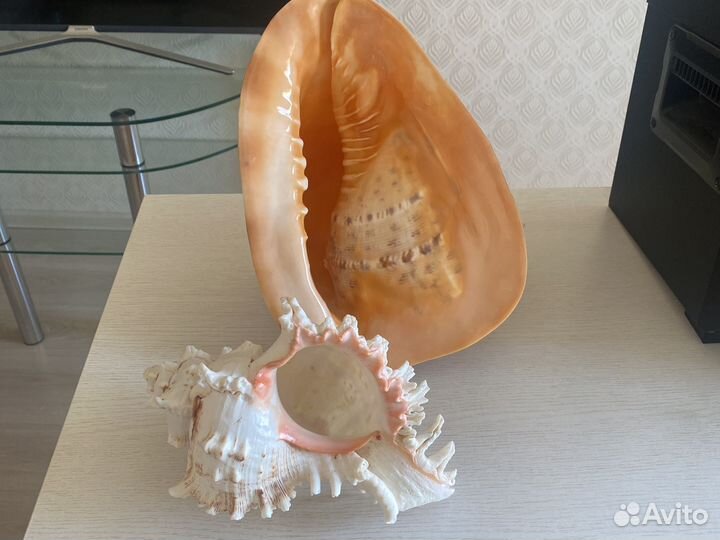 Морские ракушки раковины