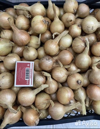 Лук семяной
