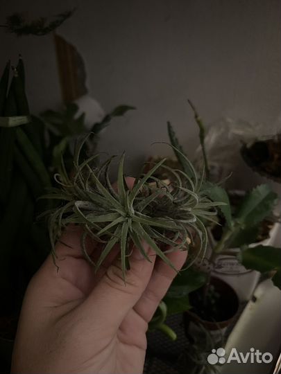 Тилландсия атмосферная