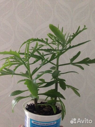 Каланхоэ, суккуленты