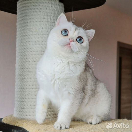 Британская кошечка золотой колор пойнт