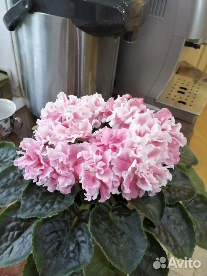 Детки, листы сортовых фиалок