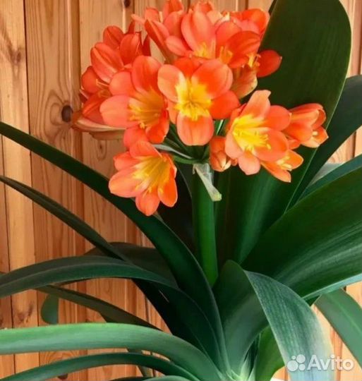 Цветок кливия,есть взрослые растения и детки