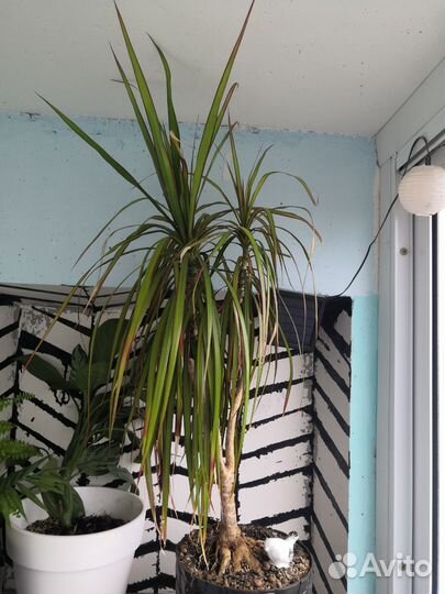 Драцена маргината малая