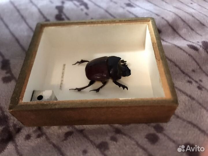 Экзотические насекомые