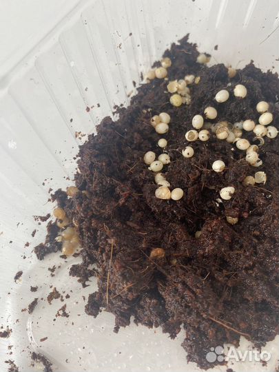 Улитки ахатины