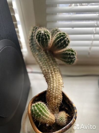 Кактус. Цветы