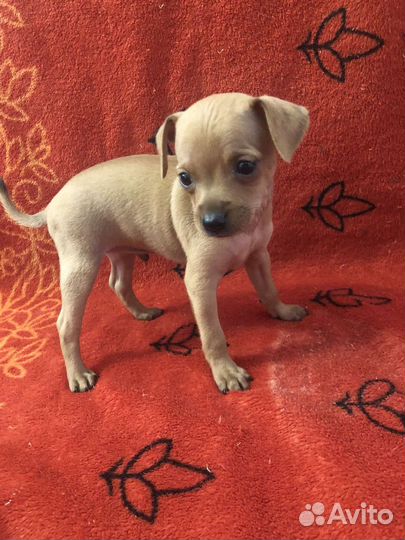 Щенки русский той-терьер