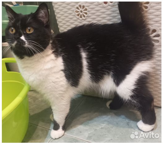 Отдадим в добрые руки