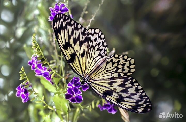 Бабочки Тропические т/б-178