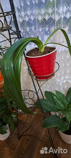 Гиппиаструм