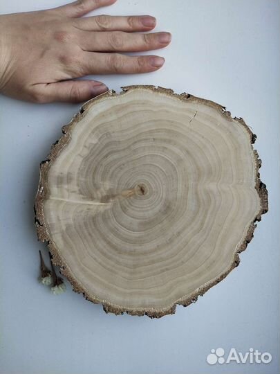 Спилы березы