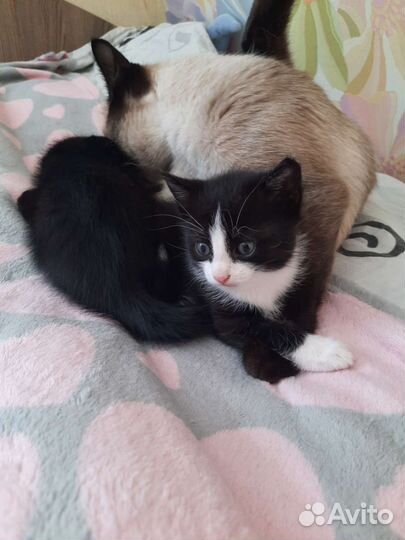 Кошка в дар бесплатно
