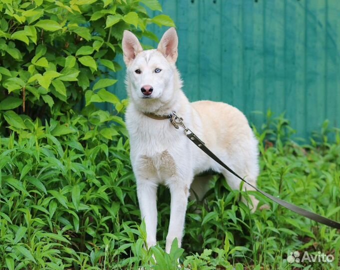 Красотка Перси