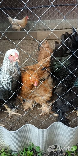 Инкубационное яйцо кур брама