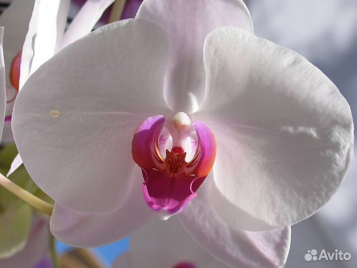 Амарилис, амазонская лилия, пахистахис