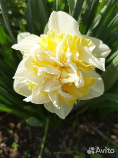 Луковицы нарциссов