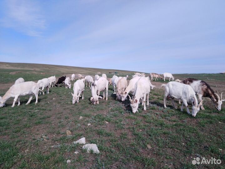 Продам коз молочной породы, козлят