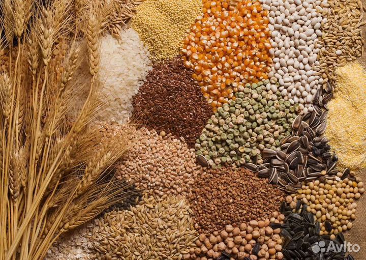 Пшеница кукуруза семечки ячмень