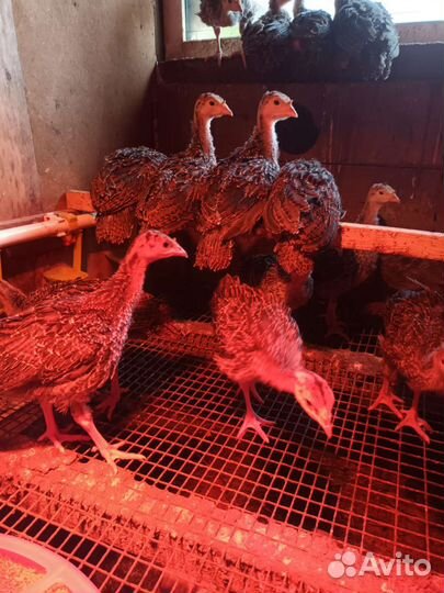 Индюшата,мастер грей