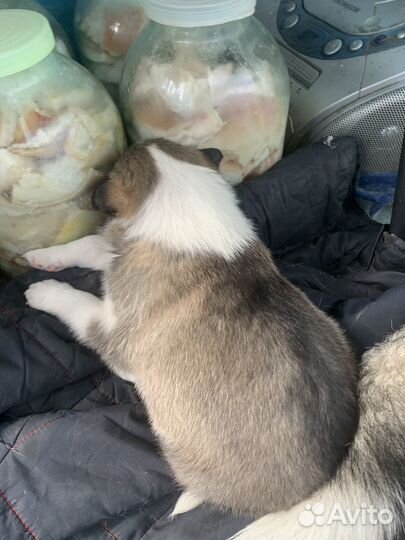 Щенок бесплатно