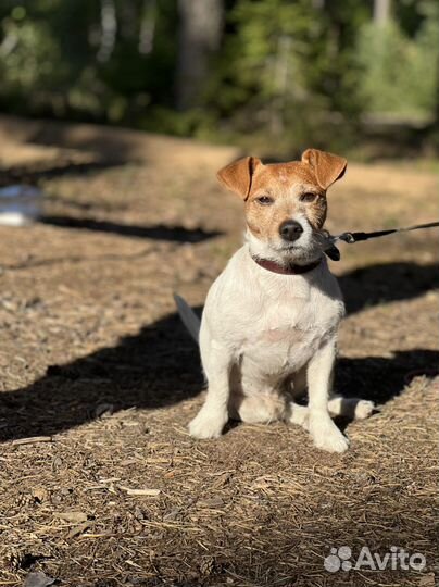 Случка джек рассел