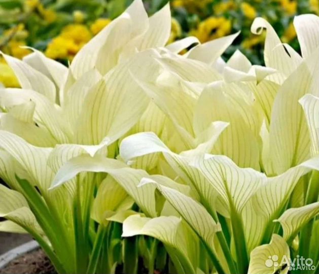 Хоста Белое Перо