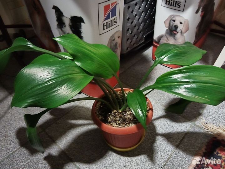 Комнатные 1