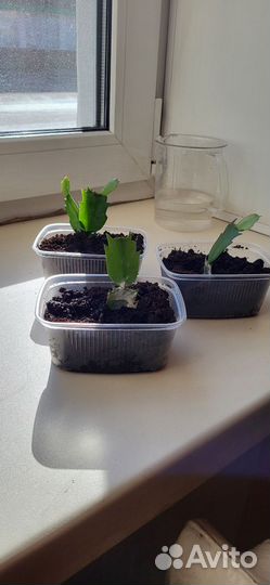 Декабрист розовый