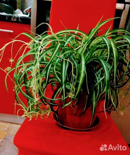 Хлорофитум