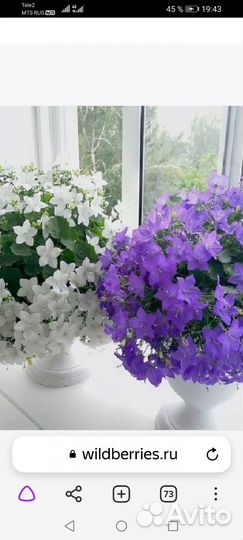 Кампанула жених и невеста
