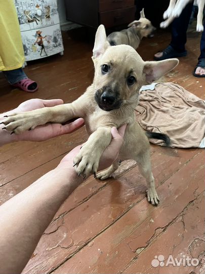 Щенок в добрые руки