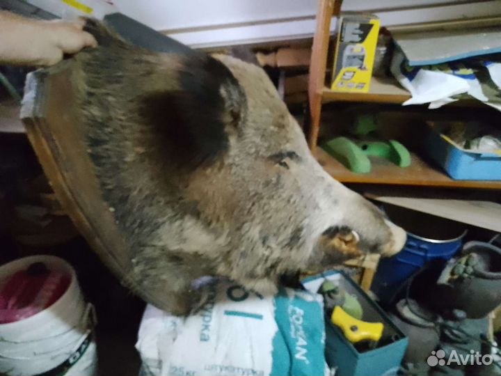 Чучело кабана