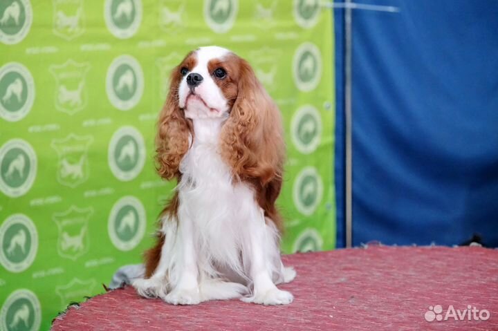 Вязка Кавалер Кинг Чарльз Спаниель