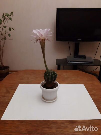 Замиокулькас