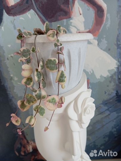 Циропегия вуда вариегатная