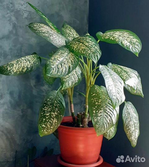 Диффенбахия