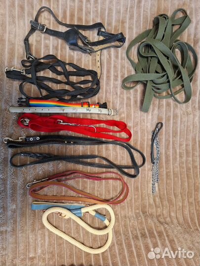 Амуниция для собак