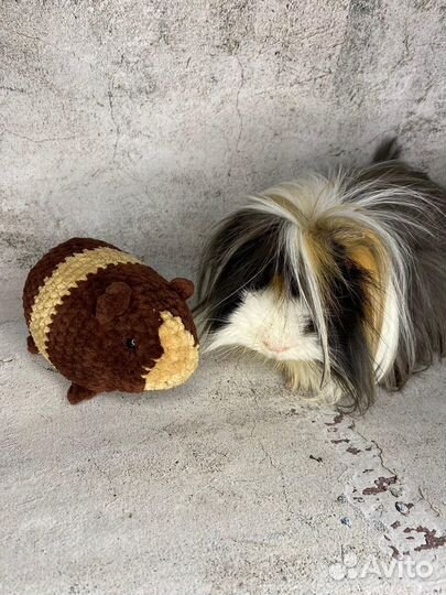 Морские свинки