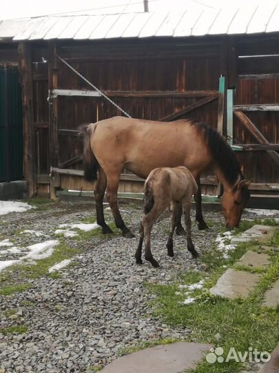 Лошадь кобыла