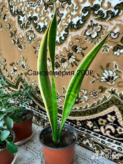 Комнатные растения