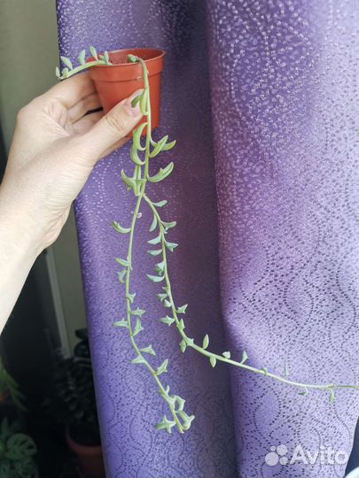 Крестовник, сенецио, церопегия вариегатная