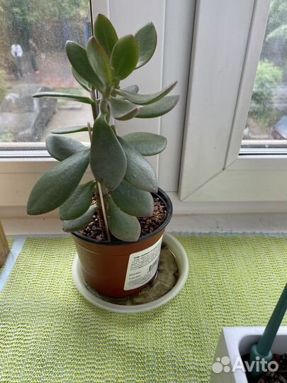 Крассула толстянка (денежное дерево)