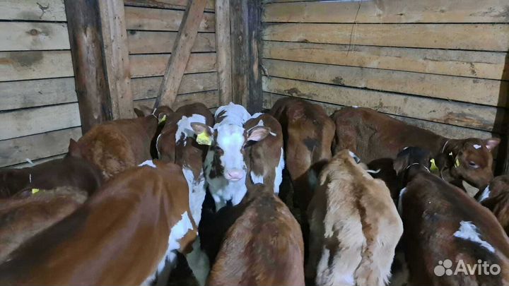 Бычки телята быстрая доставка