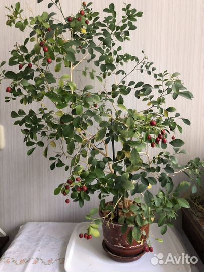 Мурайя карликовая