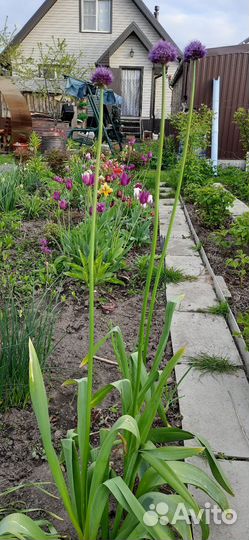 Лук декоративный